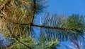 Close-up of diseased needles Austrian pine Pinus Ã¢â¬ËNigraÃ¢â¬â¢ or black pine. Dry needle, rust on needles change of color